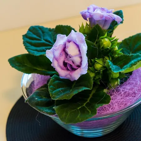 아파트먼트 에울랄리야